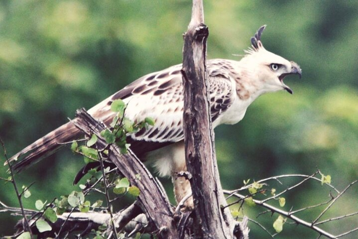 Birdwatching Safari in Udawalawe National Park from Mount Lavinia - Photo 1 of 8